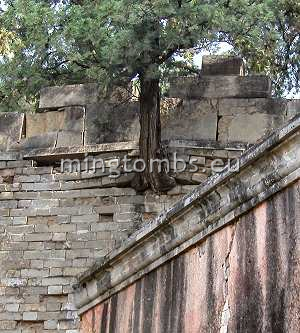 Trees are growing through the wall