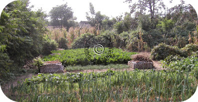 Ruins in a cabbage field